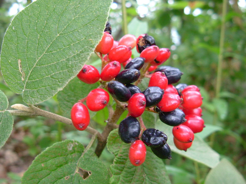 Viburnum lantana / Viburno lantana